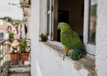 O que significa quando um papagaio pousa na janela de casa?