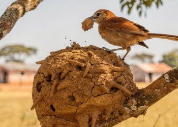 O que significa quando um pássaro entra e canta dentro de casa?