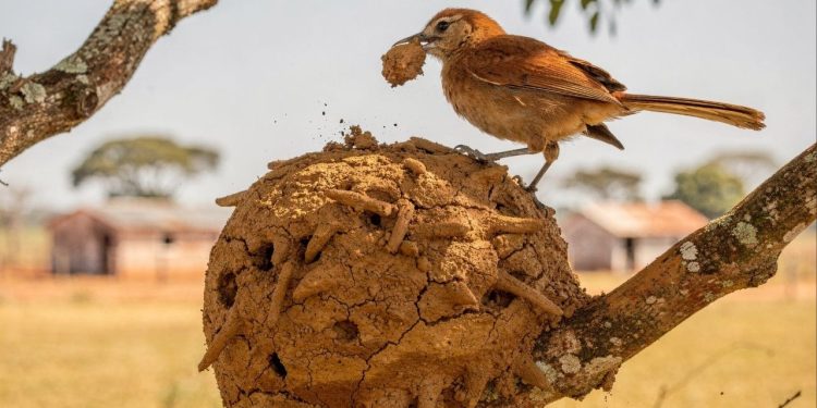 Os nomes populares de animais revelam humor, observação direta e intimidade cultural brasileira
