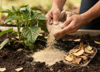 Nunca mais jogue fora: saiba como usar casca de batata nas plantas para acelerar a floração