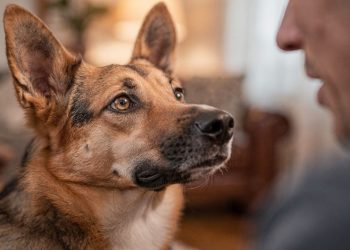 Conversar com o cachorro não é loucura: a ciência revela que o hábito é sinal de inteligência superior