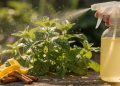 Elimine pulgões e formigas: saiba como aplicar limão e canela nas plantas para salvar o seu jardim
