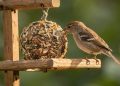 Aprenda a fazer um bolinho energético caseiro que atrai diversas aves para o seu jardim