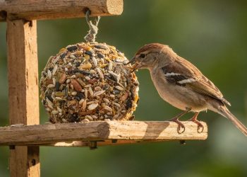 Aprenda a fazer um bolinho energético caseiro que atrai diversas aves para o seu jardim