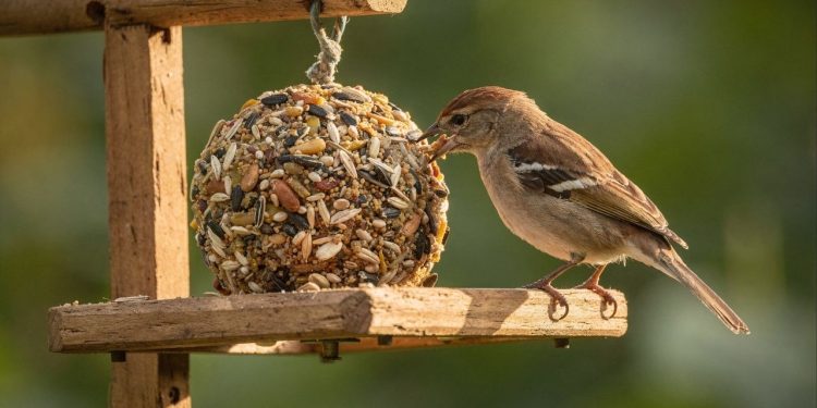 Aprenda a fazer um bolinho energético caseiro que atrai diversas aves para o seu jardim