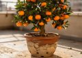 Se você quer uma varanda perfumada, precisa plantar esta árvore frutífera em vasos