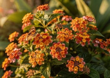 As flores resistentes ao calor que decoram o seu jardim e atraem borboletas