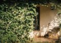 A planta que traz o frescor da mata e blinda sua casa do calor
