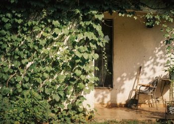 A planta que traz o frescor da mata e blinda sua casa do calor