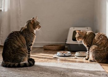 Especialistas explicam por que ter vários gatos em casa pode gerar estresse e doenças