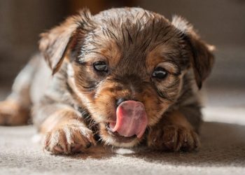 O que significa quando seu cachorro lambe tanto o focinho e por que isso pode ser algo negativo?