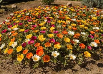As 4 plantas que adoram sol e deixam o jardim colorido o ano todo