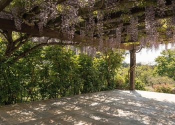 A planta que desenha sombras poéticas e protege seu jardim do calor