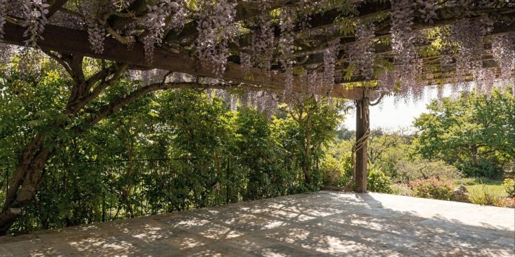 A planta que desenha sombras poéticas e protege seu jardim do calor