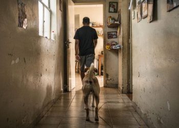 Especialistas explicam por que ter vários gatos em casa pode gerar estresse e doenças