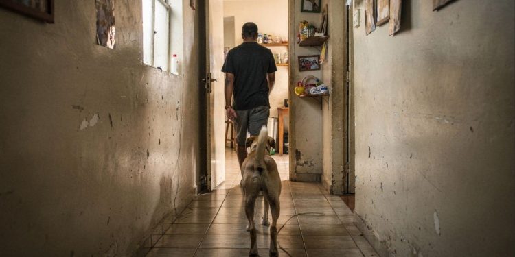 Cães seguem tutores por instinto social vínculo químico e busca constante por segurança