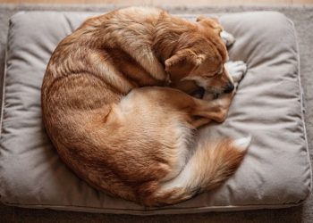 O que significa quando seu cachorro gira em círculos antes de deitar e quando se preocupar?
