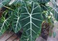 Folhas grandes e visual tropical fazem essa planta dominar as decorações modernas