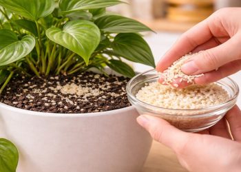 Por que algumas pessoas colocam arroz cru na terra das plantas?