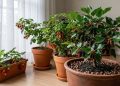 Árvores frutíferas que não precisam de sol para crescer dentro de casa e produzem rápido
