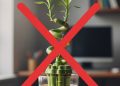 Esqueça o bambu-da-sorte: essa planta é a nova tendência para decorar salas com pouca luz em 2026