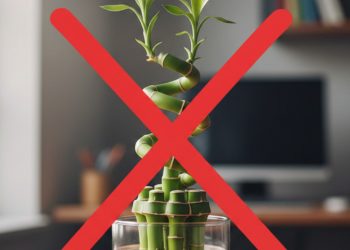Esqueça o bambu-da-sorte: essa planta é a nova tendência para decorar salas com pouca luz em 2026