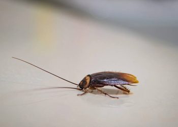 Ingredientes de cozinha ajudam a dar adeus às baratas no verão