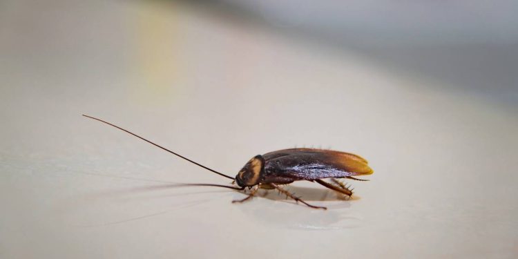 Ingredientes de cozinha ajudam a dar adeus às baratas no verão