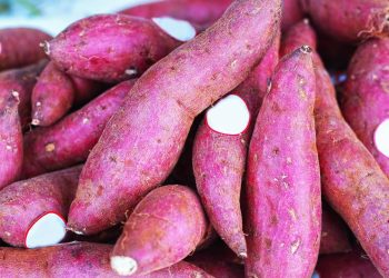 Nunca mais compre no mercado: o passo a passo para plantar batata-doce em casa