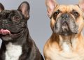 Veterinários alertam: “Existem raças de cães condenadas a sofrer”
