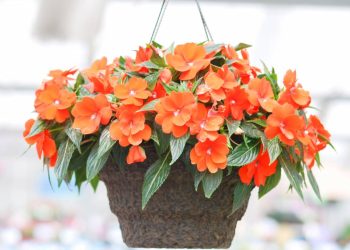 Flores o ano todo: como plantar beijinho em vasos e cestas
