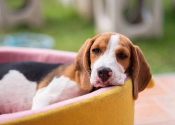 Veterinários alertam: evite estes 2 lugares para o sono do pet no verão