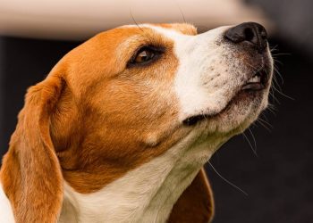 Cachorros têm sexto sentido? Ciência explica como eles detectam perigos e doenças antes dos humanos