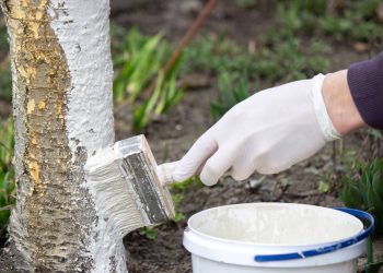 Por que jardineiros experientes recomendam pintar os troncos das árvores de branco