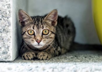 Quanto custa montar um cantinho refrescante para pets em casa