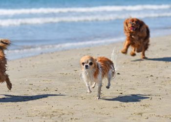 Como viajar com pet para a praia com segurança e sem estresse