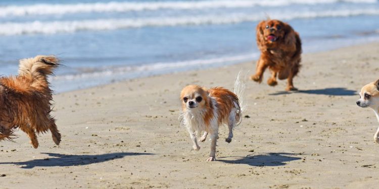 Como viajar com pet para a praia com segurança e sem estresse