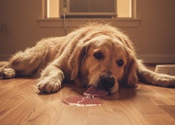 Como evitar que seu cachorro sofra durante a onda de calor dentro de casa