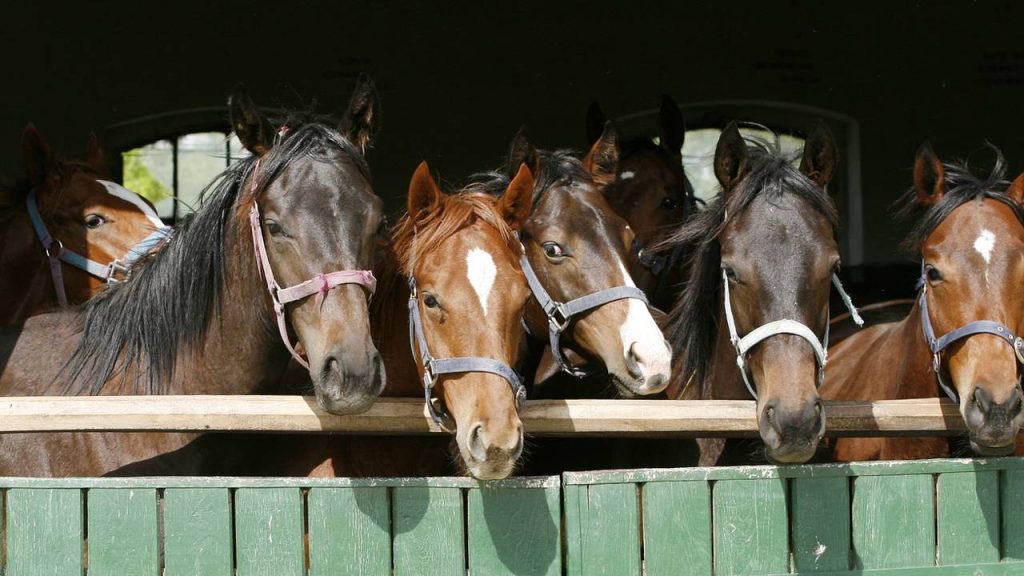 Quase ninguém acerta o coletivo de cavalos e esse erro simples entrega muito sobre o português