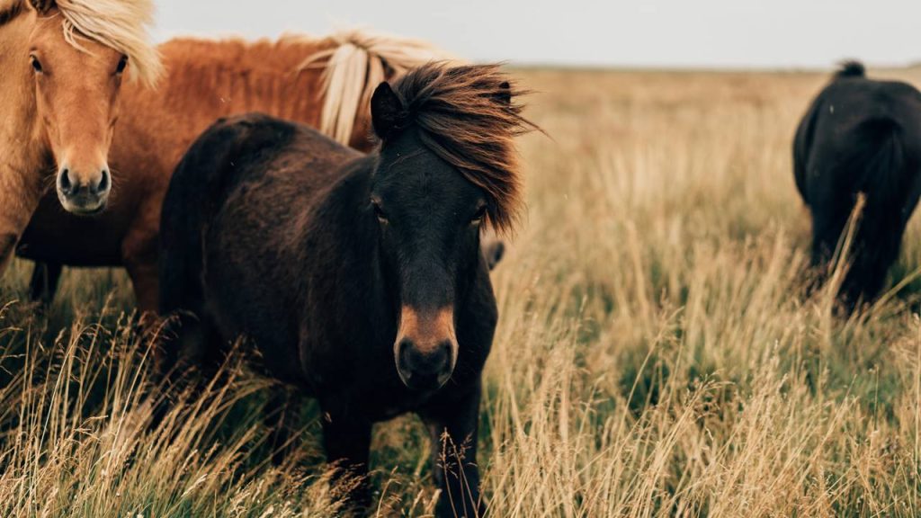 Quase ninguém acerta o coletivo de cavalos e esse erro simples entrega muito sobre o português
