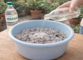 Esse truque com cinzas e vinagre está chamando atenção de quem cuida do jardim