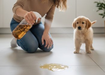 Desinfetante caseiro com apenas 3 ingredientes para eliminar cheiro de xixi de pet em 2 minutos