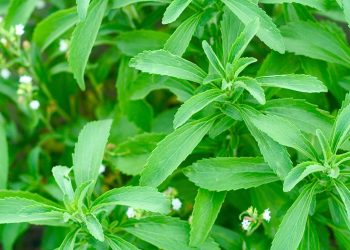 Adeus açúcar de mercado: essa planta é um adoçante natural que você poder plantar em casa
