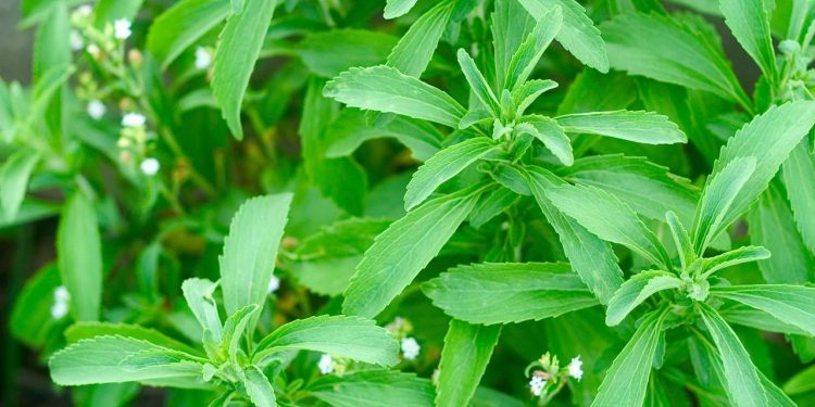 Adeus açúcar de mercado: essa planta é um adoçante natural que você poder plantar em casa