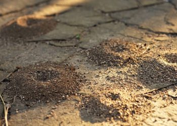 Elimine formigueiros no jardim, pátio e terraço com métodos simples e naturais