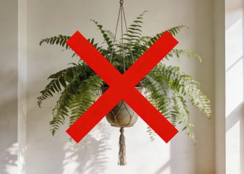 Esqueça as samambaias: essa planta tropical virou a queridinha das salas modernas em 2026