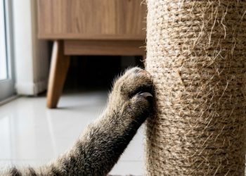 Como fazer o gato parar de arranhar o seu sofá