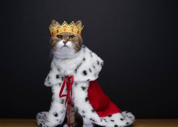 Seu gato é uma estrela? Veja nomes de personagens que combinam com ele