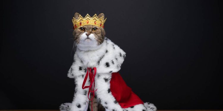 Escolher nomes de personagens para gatos é a melhor forma de honrar esse temperamento único, transformando seu pet no verdadeiro protagonista da família - Créditos: depositphotos.com / FurryFritz