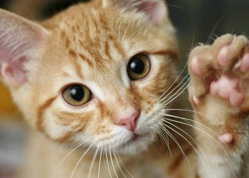 1 ano do gato equivale a quantos de um humano? Saiba como calcular a idade do seu